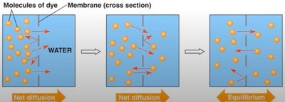 Diffusion across a membrane
