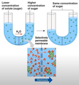 Osmosis: movement of water across a selectively permeable membrane