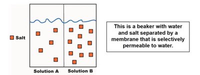 Selective permeability in a beaker with salt and water