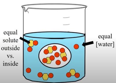 Isotonic solution: equal solute and water