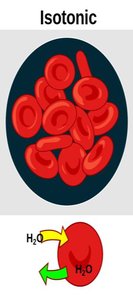Isotonic effect on animal and plant cells