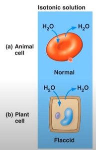 Flaccid vs. turgid plant cells