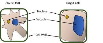 Hypertonic solution: more solute outside
