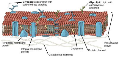 Fluid mosaic model of the plasma membrane