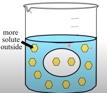 Hypertonic effect on animal cells