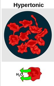 Hypertonic effect on animal and plant cells