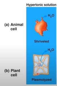 Hypotonic solution: less solute outside