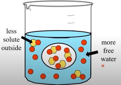 Hypotonic effect on animal cells