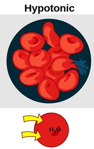 Hypotonic effect on animal and plant cells