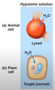 Turgid plant cell in hypotonic solution
