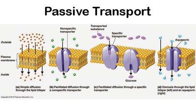 Passive transport mechanisms