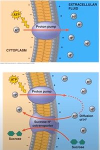 Active transport: proton pump and cotransporter