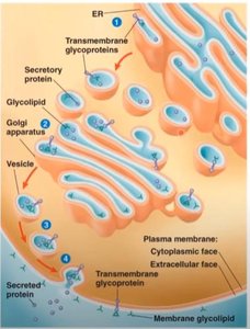 Protein production and secretion pathway
