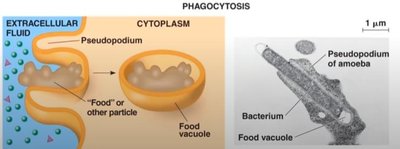 Phagocytosis: engulfing particles