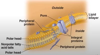 Cross-section of the plasma membrane showing proteins and bilayer
