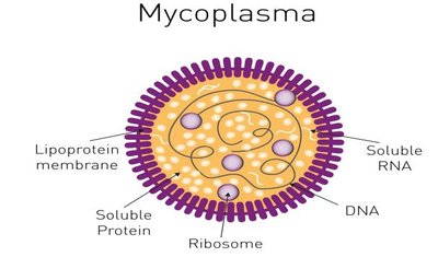 Mycoplasma cell structure
