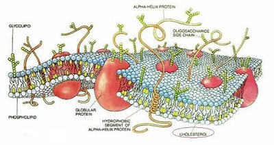 Eukaryotic plasma membrane with proteins and carbohydrates