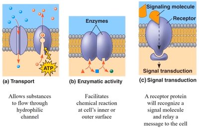 Membrane protein functions: transport, enzymatic activity, signal transduction