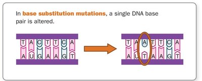 Base substitution mutation