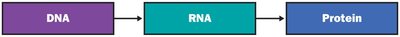 DNA to RNA to Protein