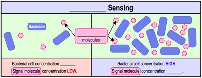 Diagram of quorum sensing and signal molecule concentration