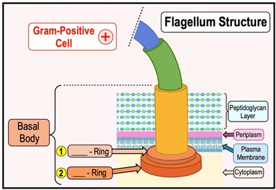 Gram-positive flagellum basal body structure