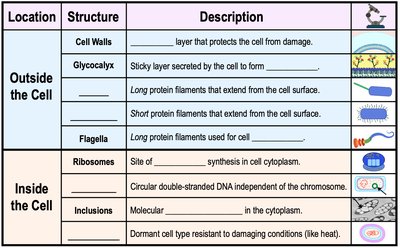 Table of prokaryotic cell structures and their functions