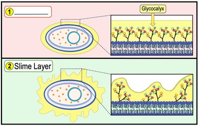Capsule vs. slime layer structure