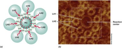 Arrangement of Light-Harvesting Complexes and Reaction Centers