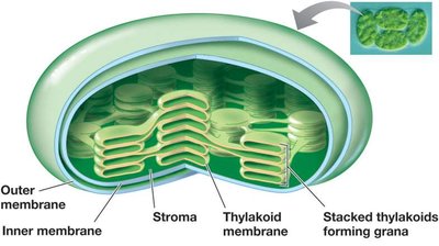 The Chloroplast