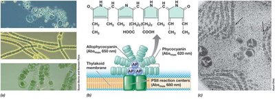 Phycobiliproteins and Phycobilisomes