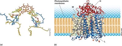 Structure of the Reaction Center of a Purple Phototrophic Bacterium