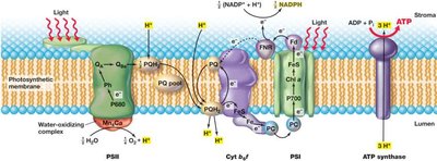 Electron Transport in Oxygenic Photosynthesis