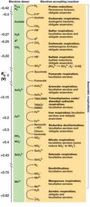 Diversity of Respiration Reactions