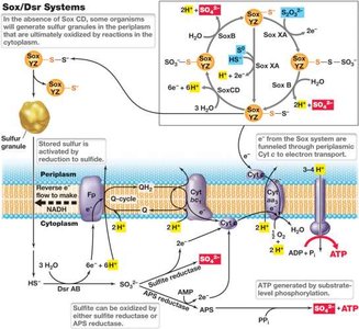 Oxidation of Reduced Sulfur Compounds by Sulfur Chemolithotrophs