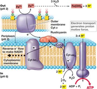Electron Flow During Fe2+ Oxidation by Acidithiobacillus ferrooxidans
