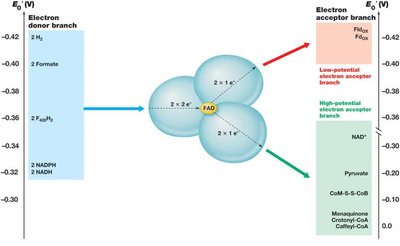 Flavin-Based Electron Bifurcation