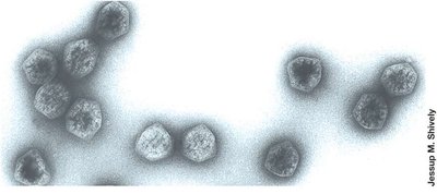 Carboxysomes