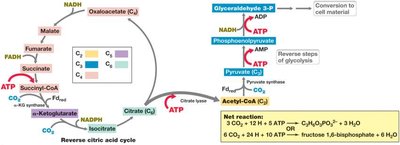 Reverse Citric Acid Cycle