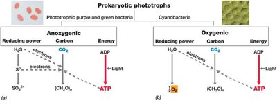 Patterns of Photosynthesis