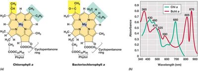 Structures and Spectra of Chlorophyll a and Bacteriochlorophyll a