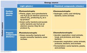 Table comparing photoautotrophs, photoheterotrophs, chemoautotrophs, and chemoheterotrophs