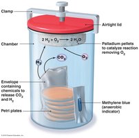 Anaerobic culture system