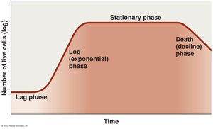 Typical microbial growth curve