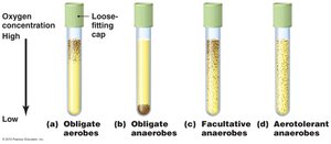 Diagram showing aerobic tolerance in different types of bacteria