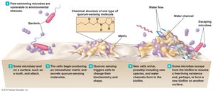 Diagram of biofilm development and quorum sensing