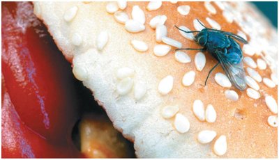 Mechanical transmission by a fly