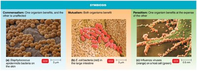 Examples of commensalism, mutualism, and parasitism