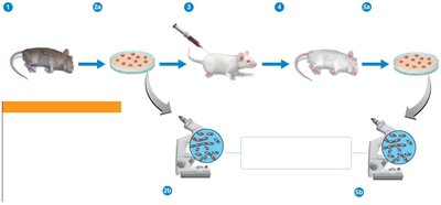 Koch's postulates illustrated with laboratory animals