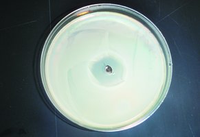 Effect of heavy-metal ions on bacterial growth